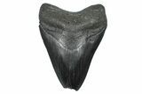 Bargain, Fossil Megalodon Tooth - South Carolina #371765-1